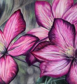 Clematis by Debbie Goldring