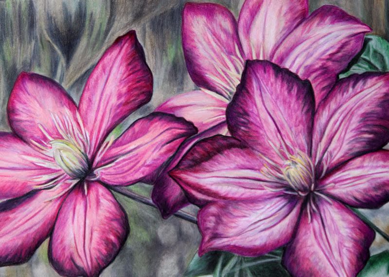 Clematis by Debbie Goldring