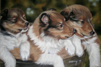 Collie Puppies by Debbie Goldring
