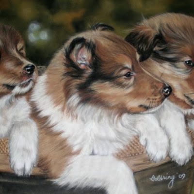 Collie Puppies by Debbie Goldring