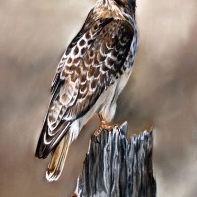 Red Tail Hawk by Debbie Goldring