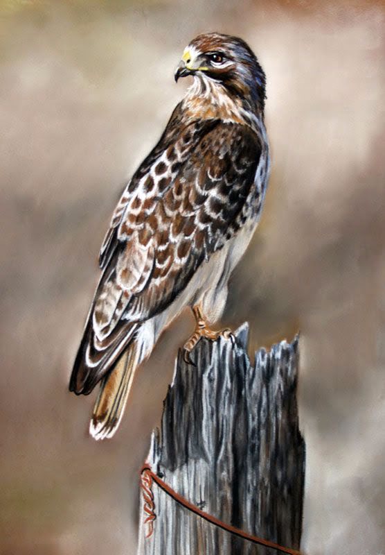 Red Tail Hawk by Debbie Goldring
