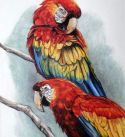 Macaws by Debbie Goldring