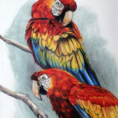 Macaws by Debbie Goldring