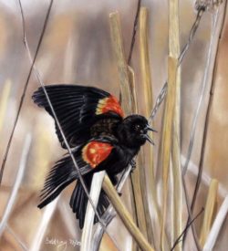 Red Winged Blackbird by Debbie Goldring