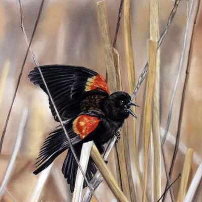 Red Winged Blackbird by Debbie Goldring