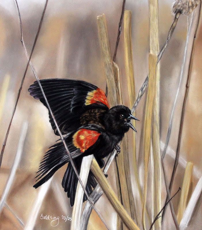 Red Winged Blackbird by Debbie Goldring