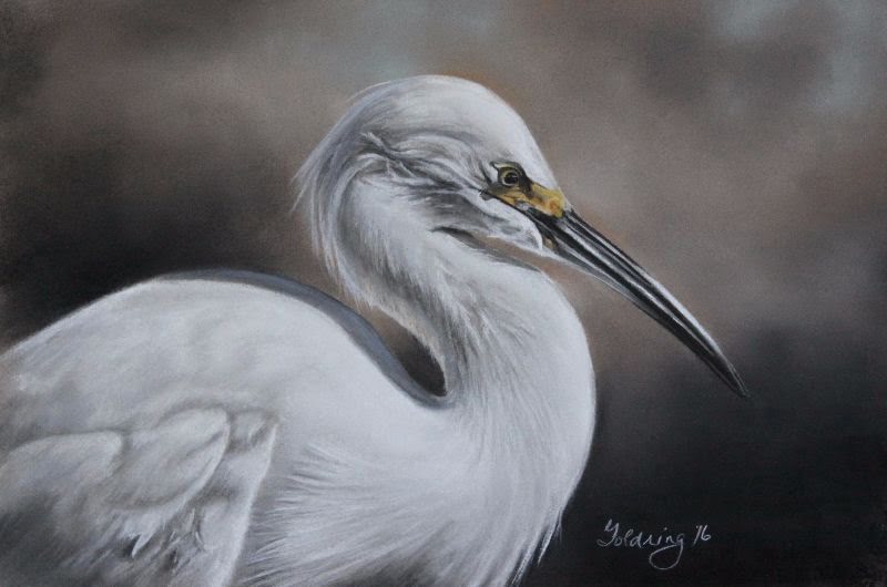 Snowy Egret by Debbie Goldring