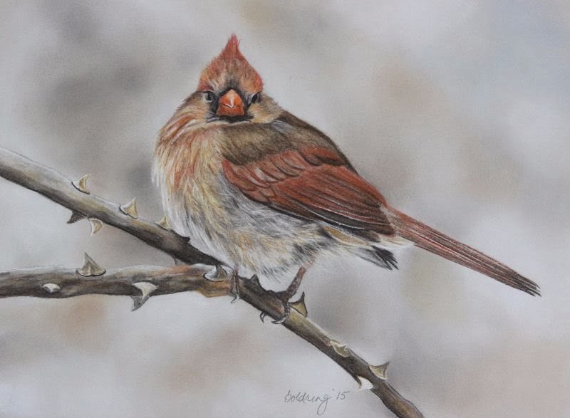 Winter Cardinal by Debbie Goldring