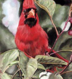 Cardinal by Debbie Goldring