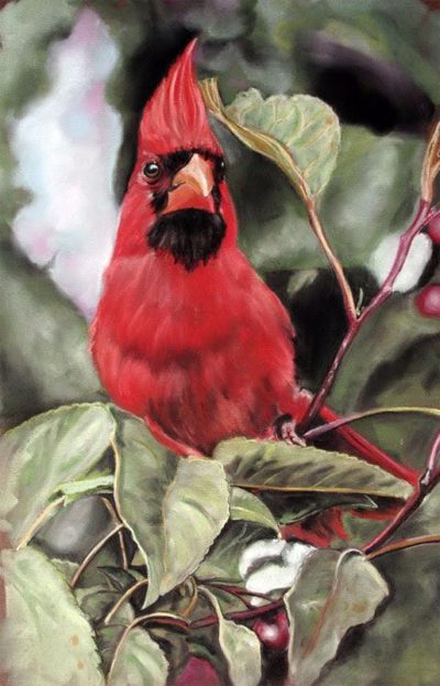 Cardinal by Debbie Goldring