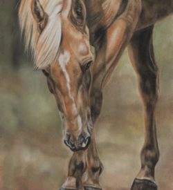 Maverick by Debbie Goldring