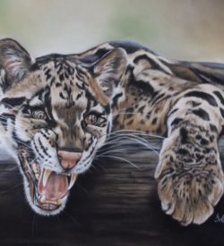 Clouded Leopard by Debbie Goldring