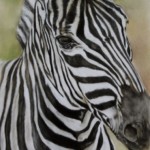 Zebra by Debbie Goldring