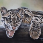 Clouded Leopard by Debbie Goldring